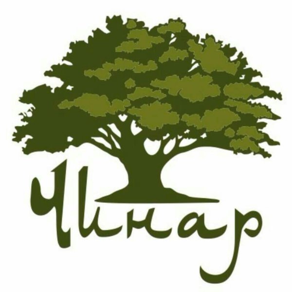 Платан мексиканский