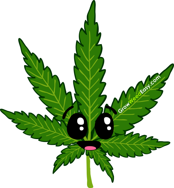 Лист канабиса вектор