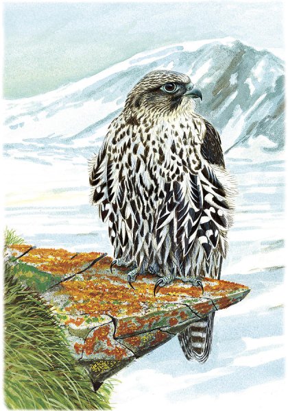 Кречет нарисовать