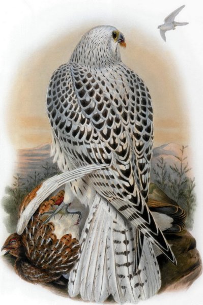 Птица Кречет Кречет