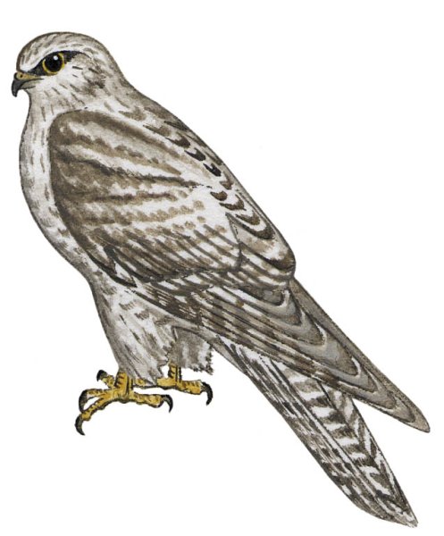 Художник анималист Арчибальд Торберн