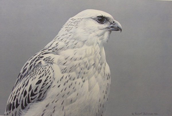 Кречет птица