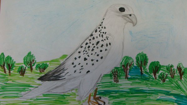 Сокола – пустельга-альбинос