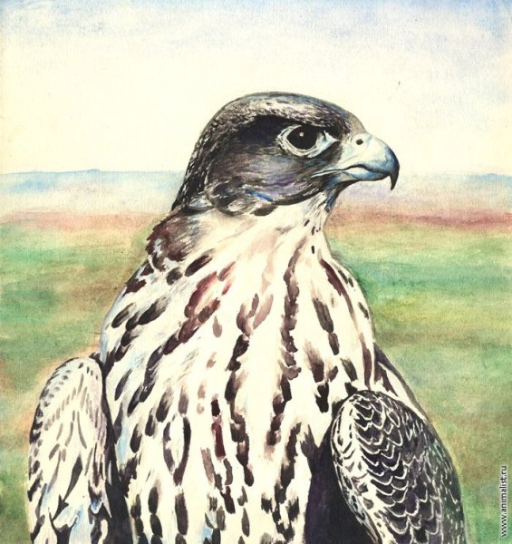 Вадим Горбатов Кречет