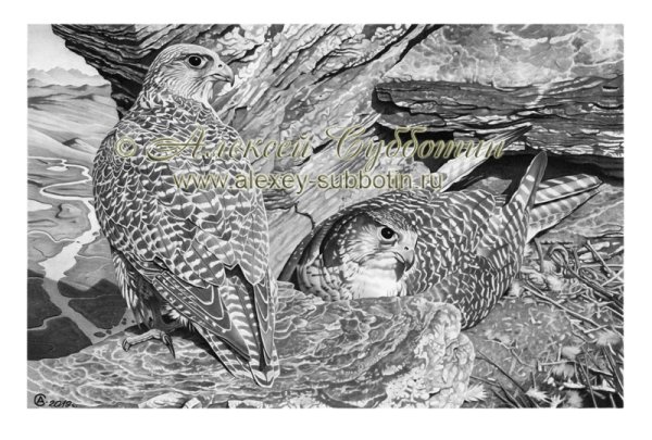 Сокол Кречет Энмываам