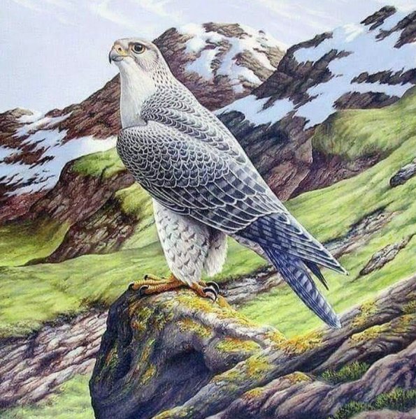 Вадим Горбатов Сокол Кречет