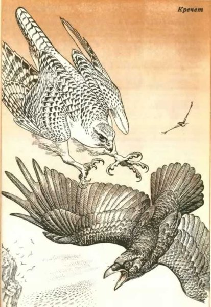 Белый Сокол рисунок