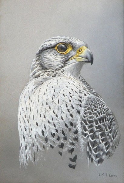 Сокол Сапсан раскраска