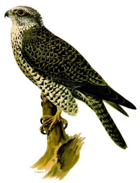 Кречет карандашом