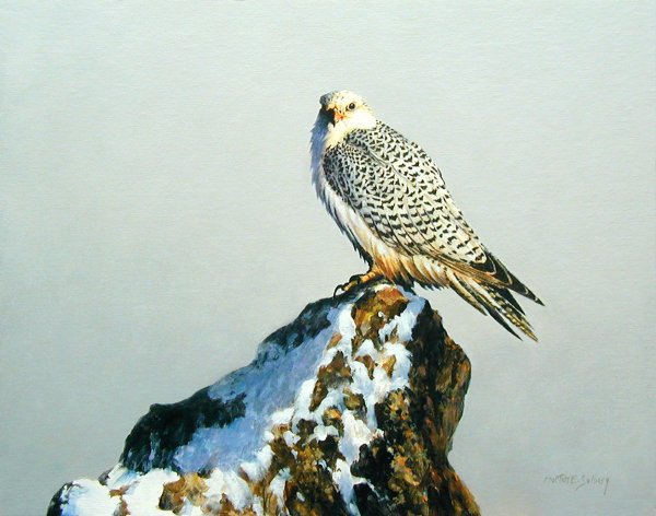 Сокол Сапсан разукрашка