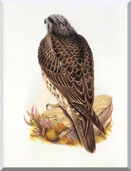 Сапсан птица и Кобчик