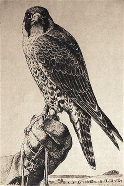 Кречет раскраска