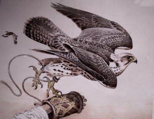 Сокол Сапсан раскраска