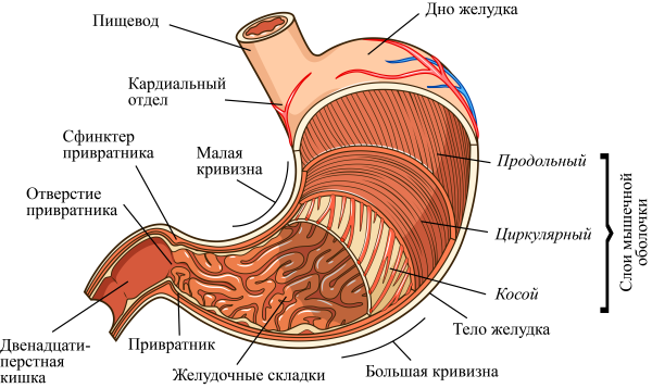 Строение желудка человека анатомия