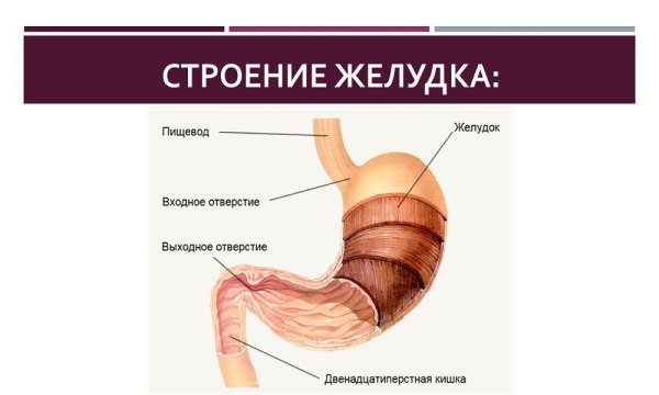 Желудок строение и функции
