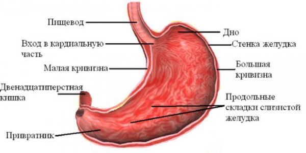 Внешнее строение желудка анатомия