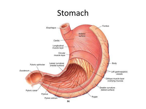 Строение желудка рисунок