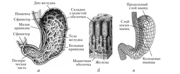Процесс пищеварения в желудке (желудочный сок)