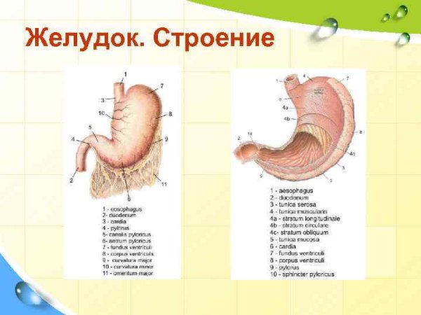 Антральный отдел желудка схема