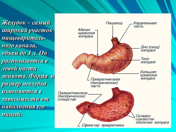Кардиальный и пилорический отделы желудка