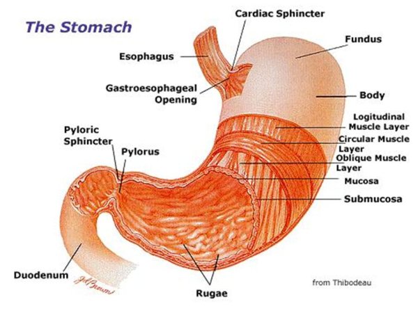 Функции желудка анатомия