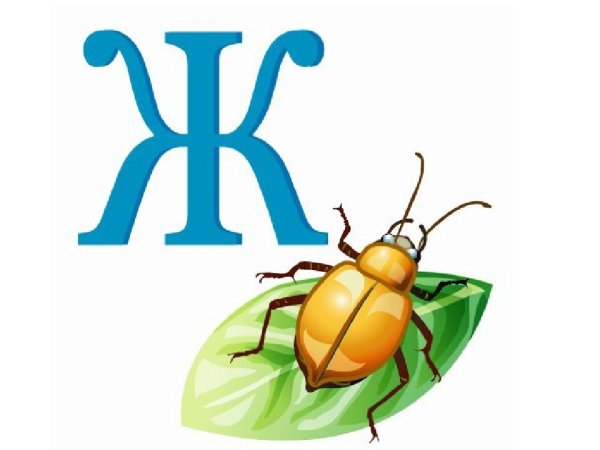 Буква ж Жук