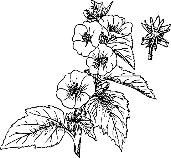 Алтей Фармакогнозия