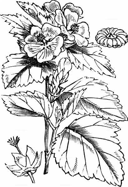 Растение Алтей лекарственный