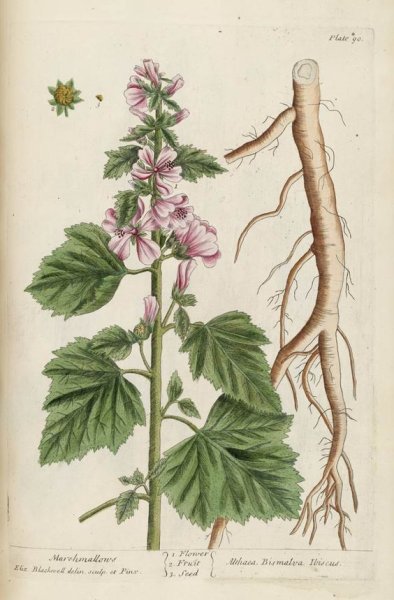 Алтей армянский Фармакогнозия