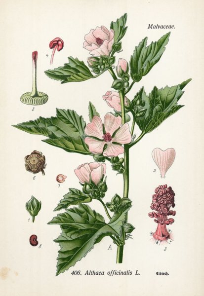 Строение Алтея лекарственного