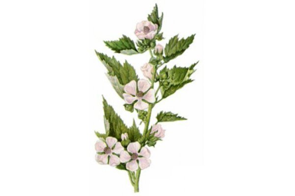 Алтей лекарственный