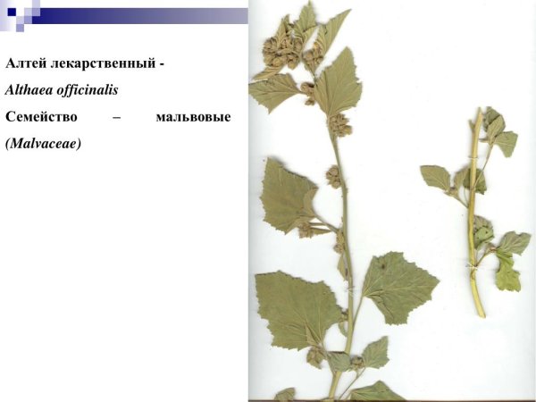 Алтей лекарственный схема