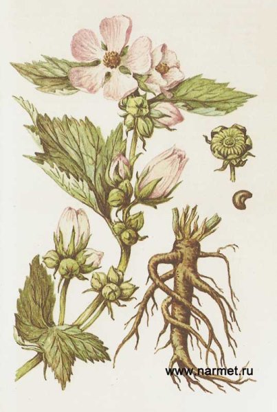 Корни Алтея Фармакогнозия