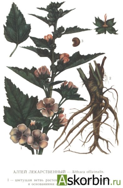 Алтей лекарственный гербарий
