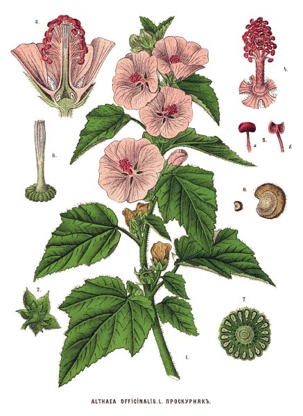 Алтей лекарственный черно белый