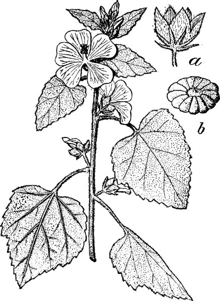 Алтей Фармакогнозия