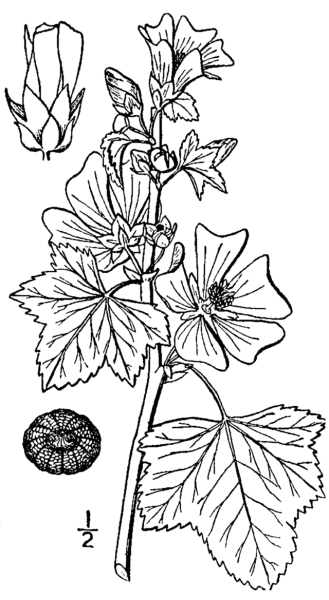 Алтей армянский Фармакогнозия