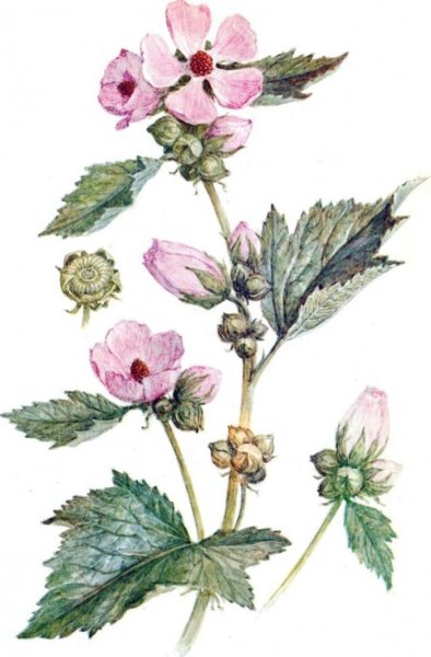 Алтей Фармакогнозия