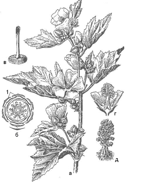 Корни Алтея Фармакогнозия