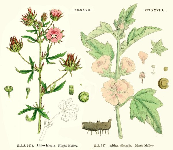 Алтей армянский Фармакогнозия