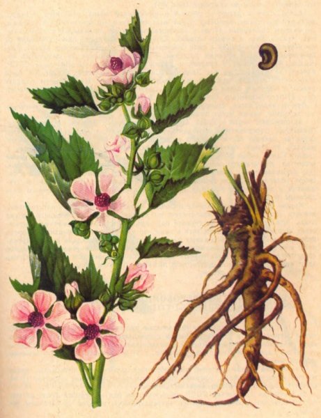 Мальва хатьма Алтей