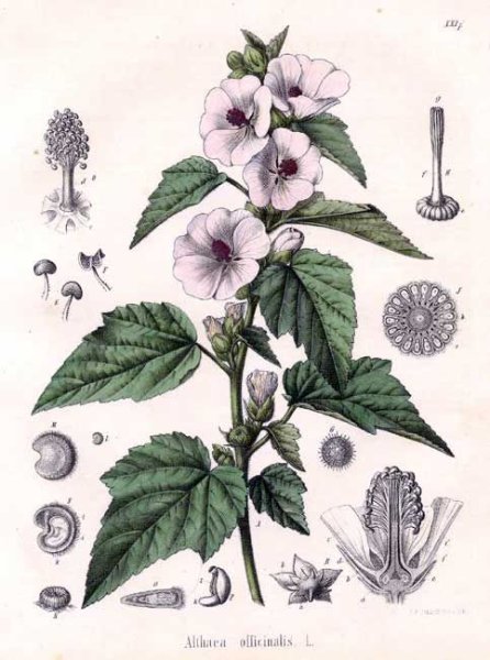 Алтей лекарственный Фармакогнозия