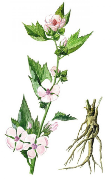 Алтей Фармакогнозия