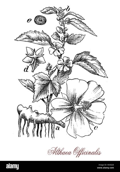 Алтей лекарственный Фармакогнозия