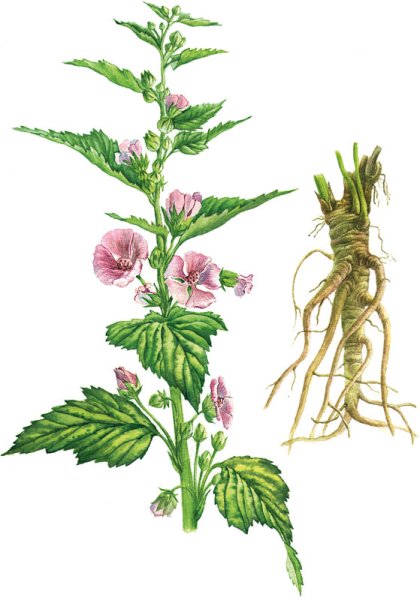 Алтей Фармакогнозия