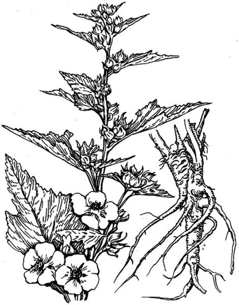 Мальва Лесная плод