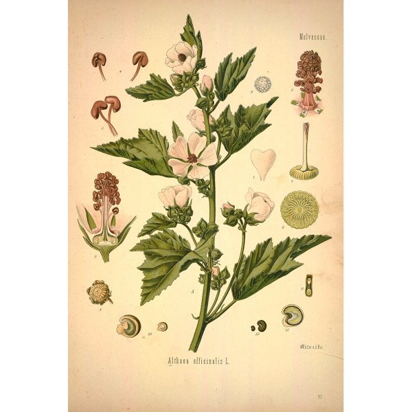 Алтей лекарственный Ботаническая иллюстрация