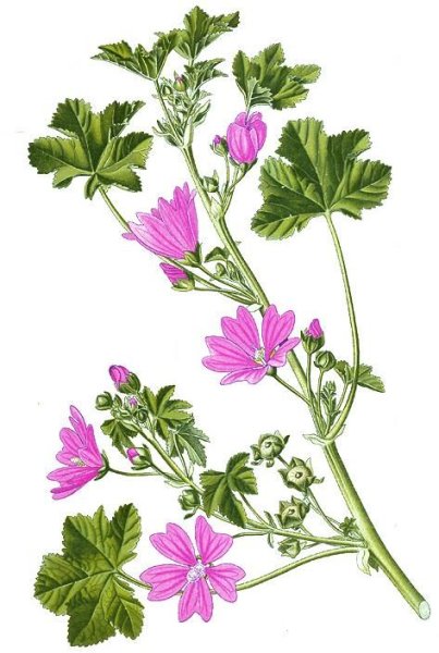 Алтей лекарственный гинецей