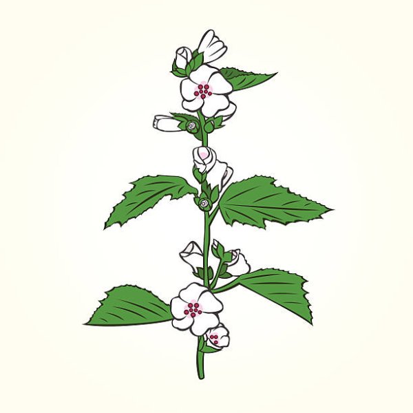 Мальва Лесная просвирник Лесной