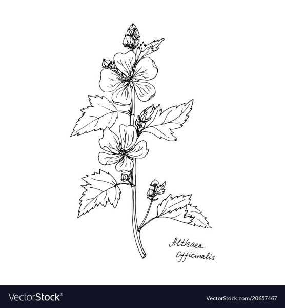 Althaea officinalis Ботаническая иллюстрация